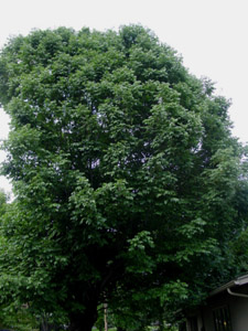 White ash tree canopy